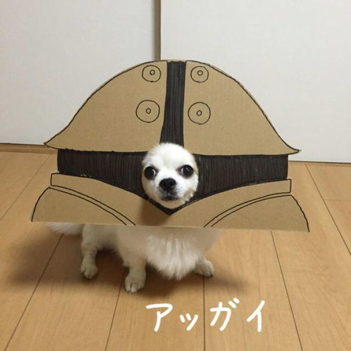 Japanese Woman Creates Hilarious Cardboard Cutouts With Her Dog (59 Pics)