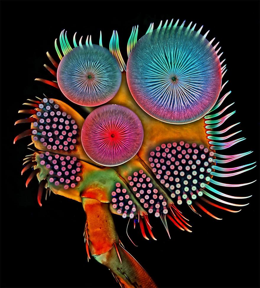 2016 Nikon Macro Photo Contest Winners Show The World Like You’ve Never Seen Before 2016 Nikon Macro Photo Contest Winners Show The World Like You’ve Never Seen Before