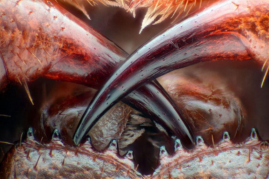 2016 Nikon Macro Photo Contest Winners Show The World Like You’ve Never Seen Before 2016 Nikon Macro Photo Contest Winners Show The World Like You’ve Never Seen Before