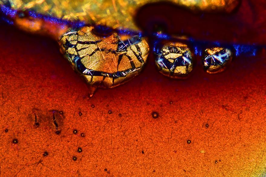 2016 Nikon Macro Photo Contest Winners Show The World Like You’ve Never Seen Before 2016 Nikon Macro Photo Contest Winners Show The World Like You’ve Never Seen Before