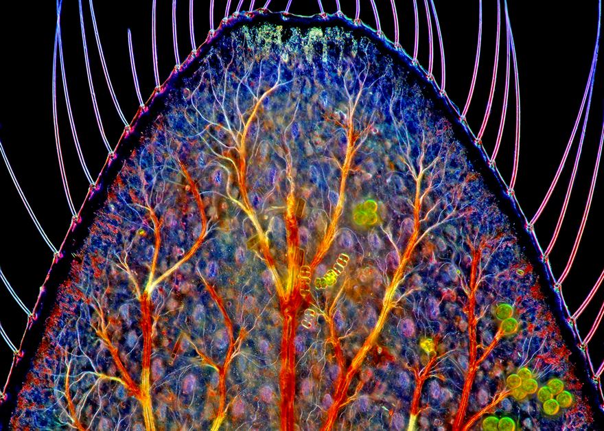 2016 Nikon Macro Photo Contest Winners Show The World Like You’ve Never Seen Before 2016 Nikon Macro Photo Contest Winners Show The World Like You’ve Never Seen Before