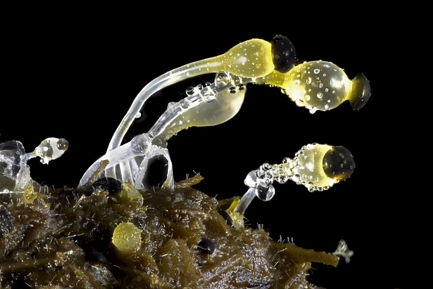 2016 Nikon Macro Photo Contest Winners Show The World Like You’ve Never Seen Before 2016 Nikon Macro Photo Contest Winners Show The World Like You’ve Never Seen Before