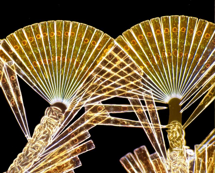 2016 Nikon Macro Photo Contest Winners Show The World Like You’ve Never Seen Before 2016 Nikon Macro Photo Contest Winners Show The World Like You’ve Never Seen Before