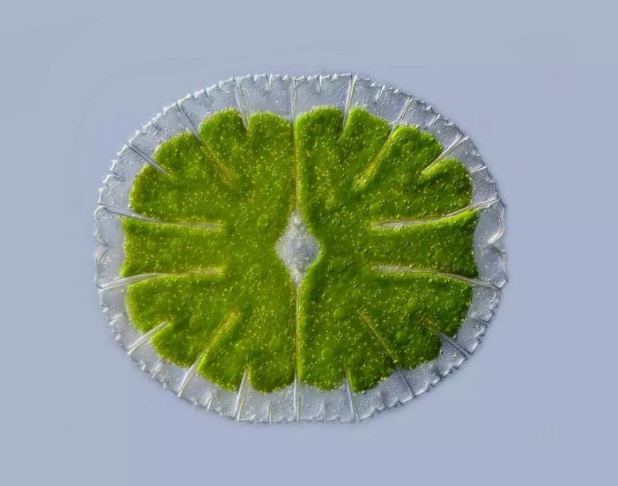 2016 Nikon Macro Photo Contest Winners Show The World Like You’ve Never Seen Before 2016 Nikon Macro Photo Contest Winners Show The World Like You’ve Never Seen Before