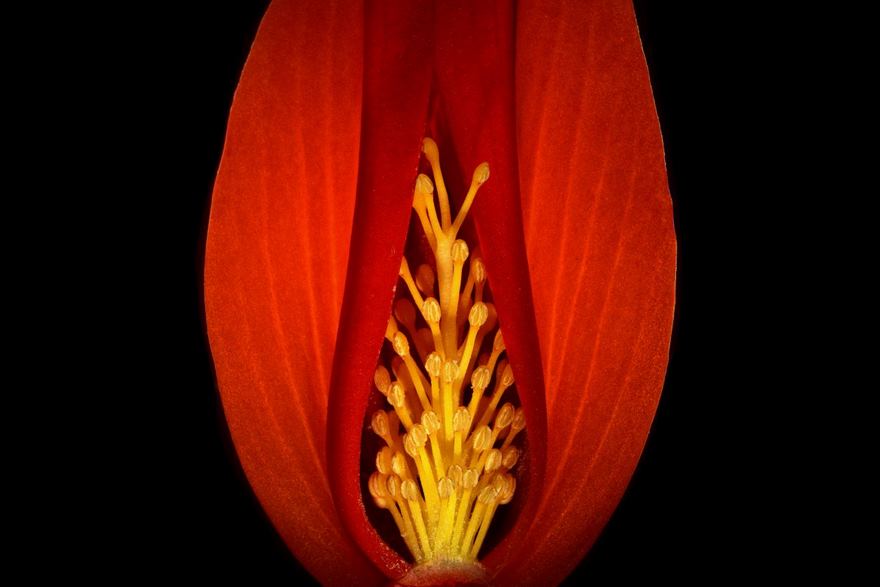 2016 Nikon Macro Photo Contest Winners Show The World Like You’ve Never Seen Before 2016 Nikon Macro Photo Contest Winners Show The World Like You’ve Never Seen Before