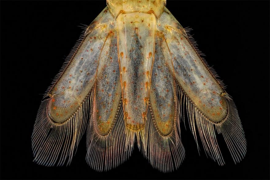 2016 Nikon Macro Photo Contest Winners Show The World Like You’ve Never Seen Before 2016 Nikon Macro Photo Contest Winners Show The World Like You’ve Never Seen Before