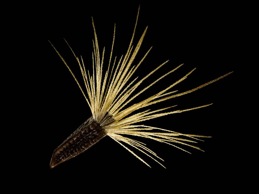 2016 Nikon Macro Photo Contest Winners Show The World Like You’ve Never Seen Before 2016 Nikon Macro Photo Contest Winners Show The World Like You’ve Never Seen Before