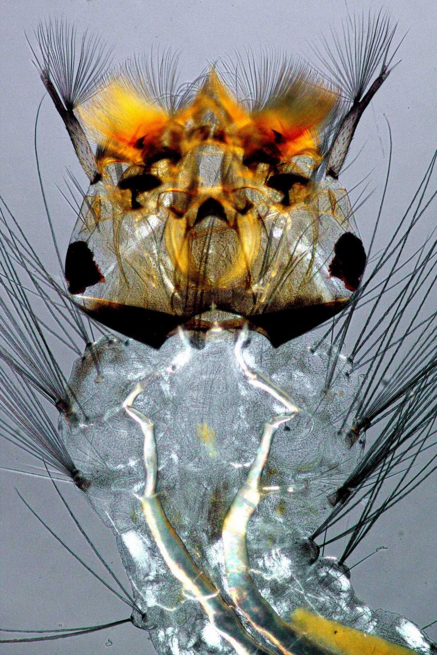 2016 Nikon Macro Photo Contest Winners Show The World Like You’ve Never Seen Before 2016 Nikon Macro Photo Contest Winners Show The World Like You’ve Never Seen Before