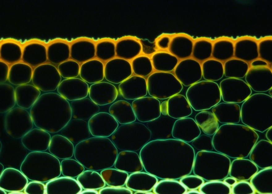 2016 Nikon Macro Photo Contest Winners Show The World Like You’ve Never Seen Before 2016 Nikon Macro Photo Contest Winners Show The World Like You’ve Never Seen Before