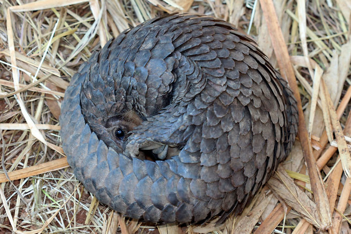34 Baby Pangolins Who Are The World’s Cutest Artichokes 34 Baby Pangolins Who Are The World’s Cutest Artichokes