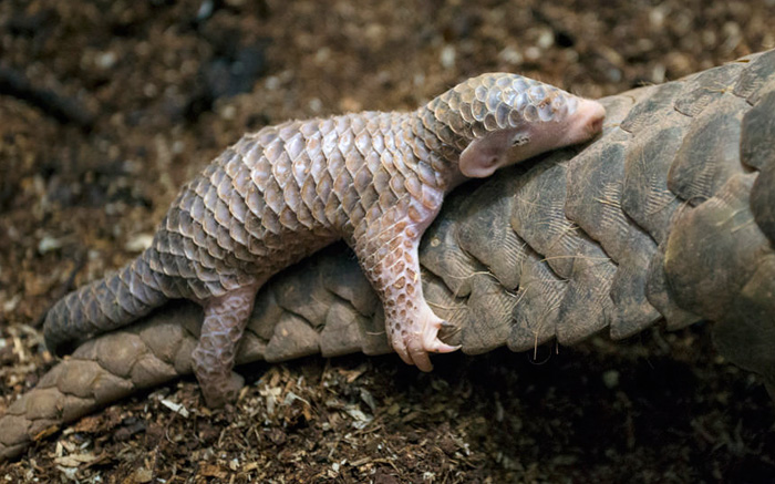 34 Baby Pangolins Who Are The World’s Cutest Artichokes 34 Baby Pangolins Who Are The World’s Cutest Artichokes