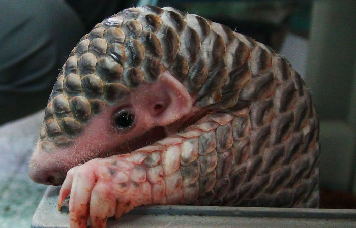 34 Baby Pangolins Who Are The World’s Cutest Artichokes 34 Baby Pangolins Who Are The World’s Cutest Artichokes