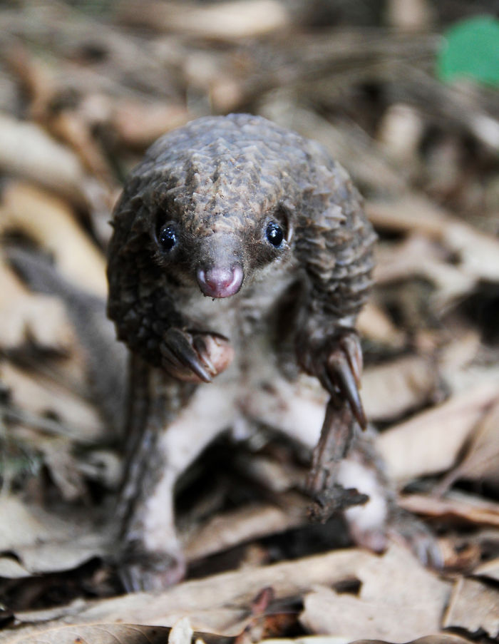 34 Baby Pangolins Who Are The World’s Cutest Artichokes 34 Baby Pangolins Who Are The World’s Cutest Artichokes