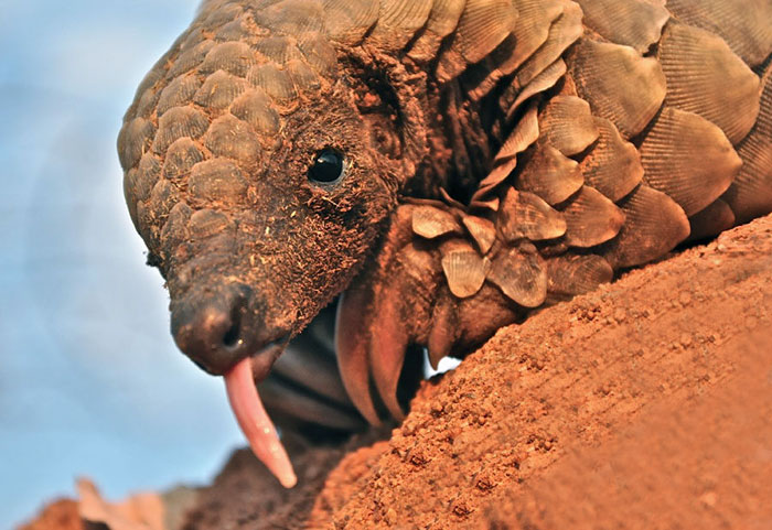 34 Baby Pangolins Who Are The World’s Cutest Artichokes 34 Baby Pangolins Who Are The World’s Cutest Artichokes