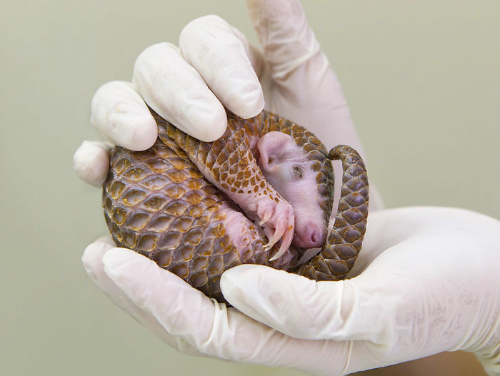 34 Baby Pangolins Who Are The World’s Cutest Artichokes 34 Baby Pangolins Who Are The World’s Cutest Artichokes
