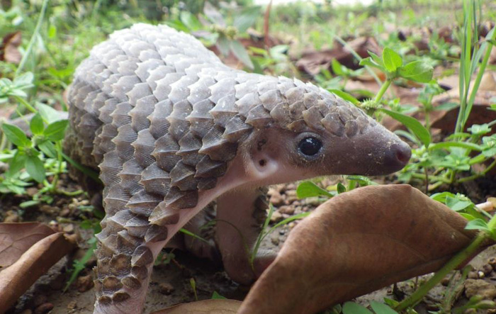 34 Baby Pangolins Who Are The World’s Cutest Artichokes 34 Baby Pangolins Who Are The World’s Cutest Artichokes