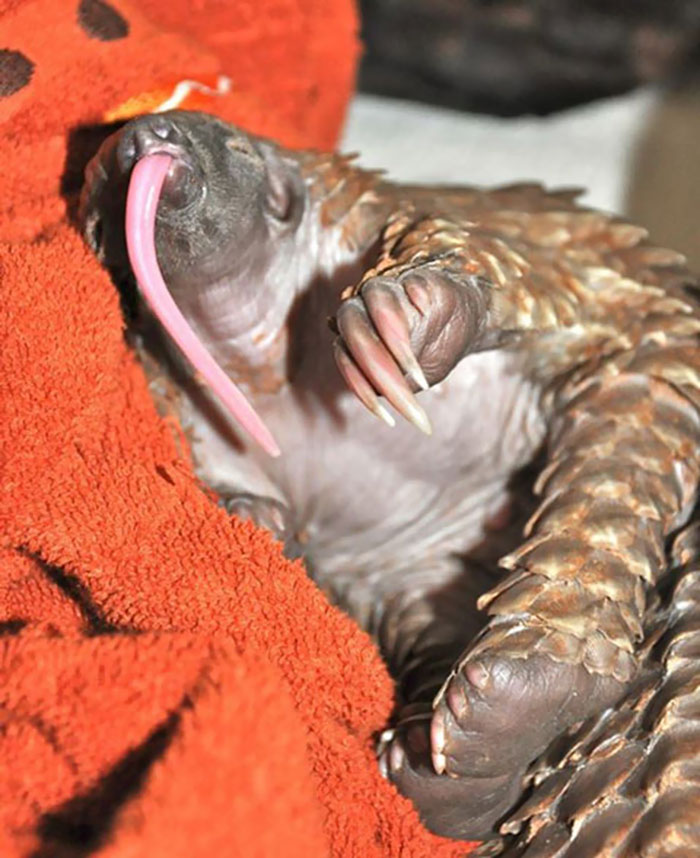 34 Baby Pangolins Who Are The World’s Cutest Artichokes 34 Baby Pangolins Who Are The World’s Cutest Artichokes
