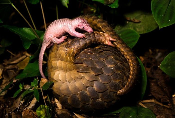 34 Baby Pangolins Who Are The World’s Cutest Artichokes 34 Baby Pangolins Who Are The World’s Cutest Artichokes