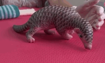 34 Baby Pangolins Who Are The World’s Cutest Artichokes 34 Baby Pangolins Who Are The World’s Cutest Artichokes