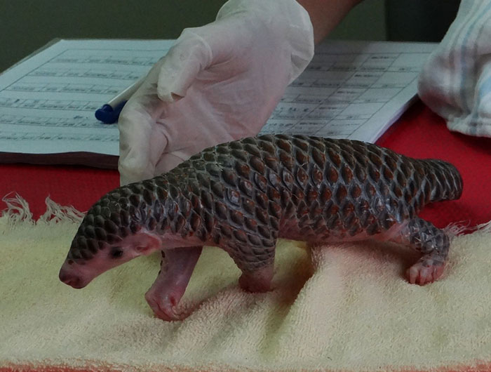 34 Baby Pangolins Who Are The World’s Cutest Artichokes 34 Baby Pangolins Who Are The World’s Cutest Artichokes