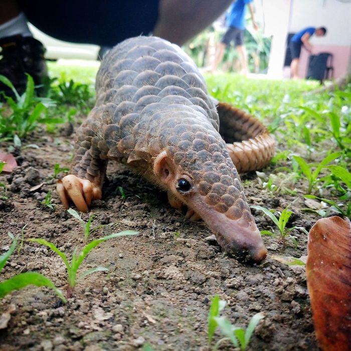 34 Baby Pangolins Who Are The World’s Cutest Artichokes 34 Baby Pangolins Who Are The World’s Cutest Artichokes