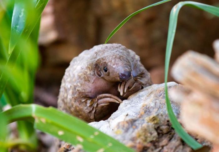 34 Baby Pangolins Who Are The World’s Cutest Artichokes 34 Baby Pangolins Who Are The World’s Cutest Artichokes