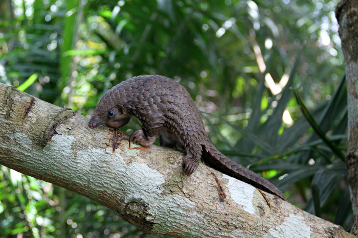 34 Baby Pangolins Who Are The World’s Cutest Artichokes 34 Baby Pangolins Who Are The World’s Cutest Artichokes