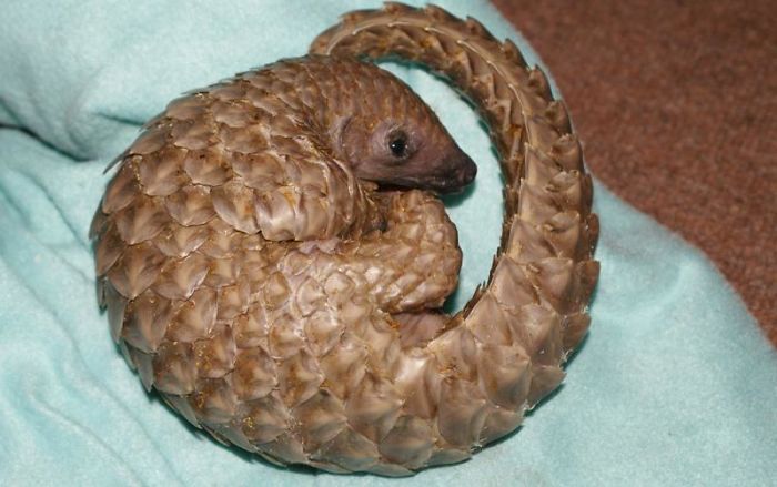 34 Baby Pangolins Who Are The World’s Cutest Artichokes 34 Baby Pangolins Who Are The World’s Cutest Artichokes