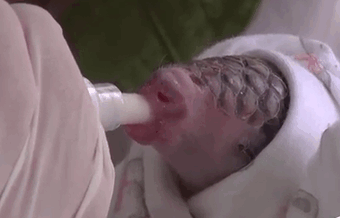 34 Baby Pangolins Who Are The World’s Cutest Artichokes 34 Baby Pangolins Who Are The World’s Cutest Artichokes