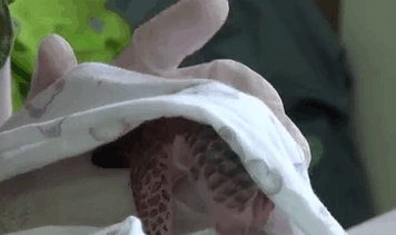 34 Baby Pangolins Who Are The World’s Cutest Artichokes 34 Baby Pangolins Who Are The World’s Cutest Artichokes