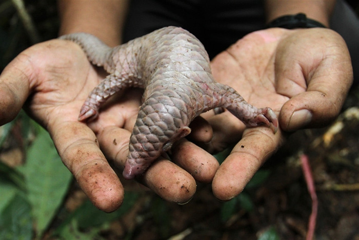 34 Baby Pangolins Who Are The World’s Cutest Artichokes 34 Baby Pangolins Who Are The World’s Cutest Artichokes