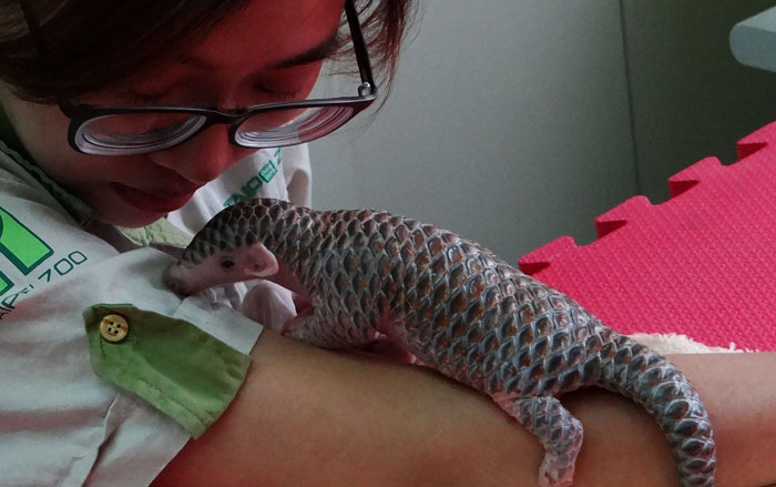 34 Baby Pangolins Who Are The World’s Cutest Artichokes 34 Baby Pangolins Who Are The World’s Cutest Artichokes