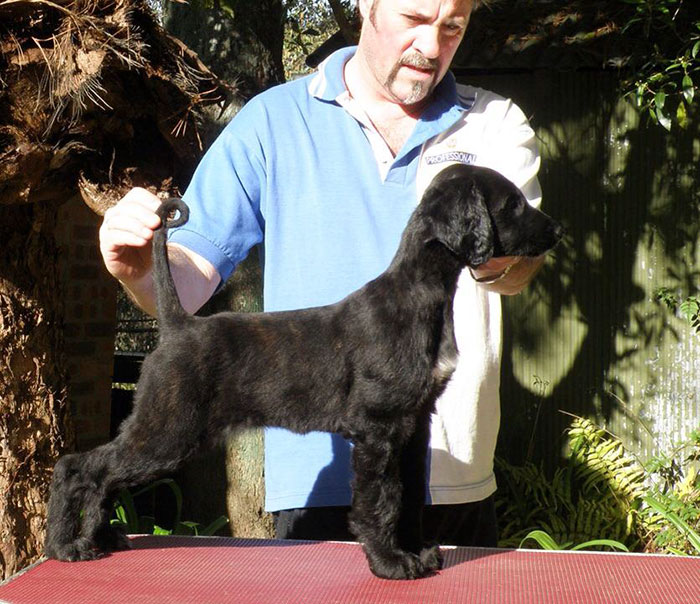 Is This The Prettiest Dog In The World? Is This The Prettiest Dog In The World?