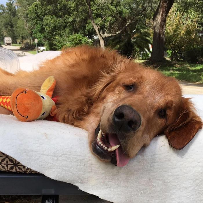 Dog Too Sick To Sit Is Given A Final Ride Around Town, Makes A Miraculous Recovery Dog Too Sick To Sit Is Given A Final Ride Around Town, Makes A Miraculous Recovery