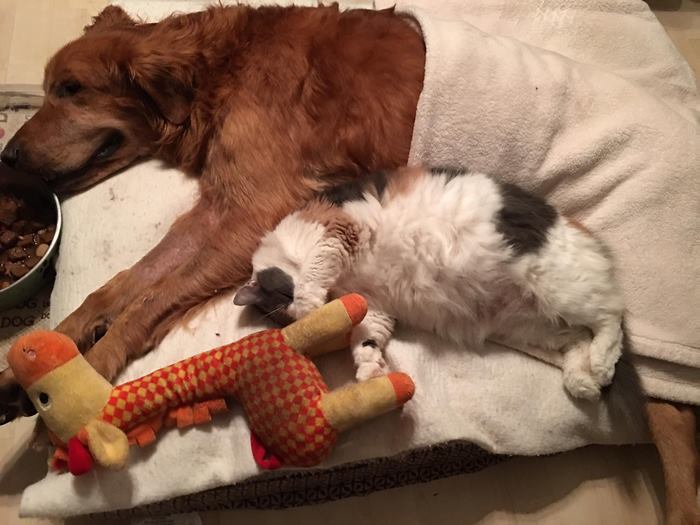 Dog Too Sick To Sit Is Given A Final Ride Around Town, Makes A Miraculous Recovery Dog Too Sick To Sit Is Given A Final Ride Around Town, Makes A Miraculous Recovery