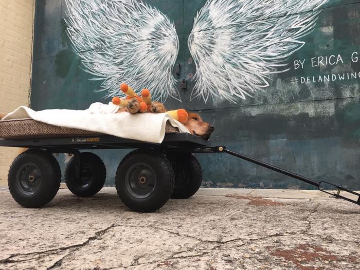 Dog Too Sick To Sit Is Given A Final Ride Around Town, Makes A Miraculous Recovery Dog Too Sick To Sit Is Given A Final Ride Around Town, Makes A Miraculous Recovery