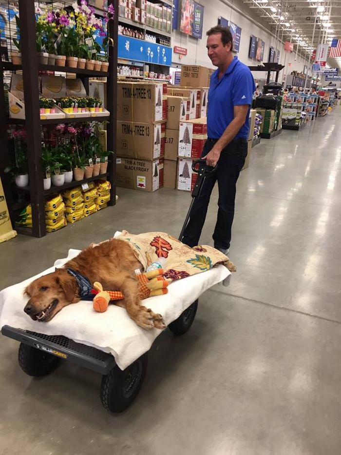 Dog Too Sick To Sit Is Given A Final Ride Around Town, Makes A Miraculous Recovery Dog Too Sick To Sit Is Given A Final Ride Around Town, Makes A Miraculous Recovery