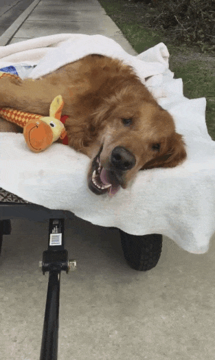 Dog Too Sick To Sit Is Given A Final Ride Around Town, Makes A Miraculous Recovery Dog Too Sick To Sit Is Given A Final Ride Around Town, Makes A Miraculous Recovery