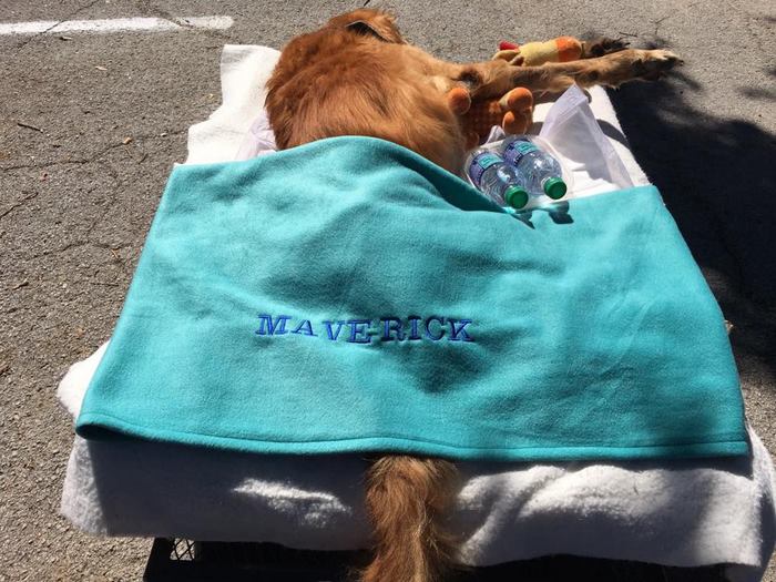Dog Too Sick To Sit Is Given A Final Ride Around Town, Makes A Miraculous Recovery Dog Too Sick To Sit Is Given A Final Ride Around Town, Makes A Miraculous Recovery