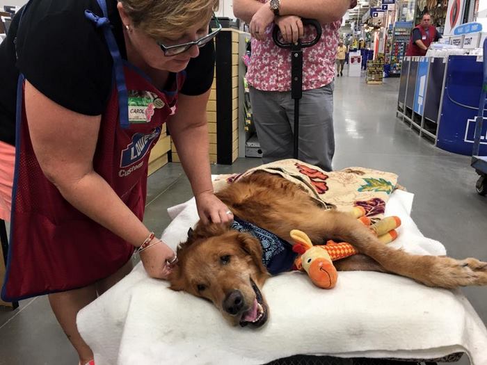 Dog Too Sick To Sit Is Given A Final Ride Around Town, Makes A Miraculous Recovery Dog Too Sick To Sit Is Given A Final Ride Around Town, Makes A Miraculous Recovery