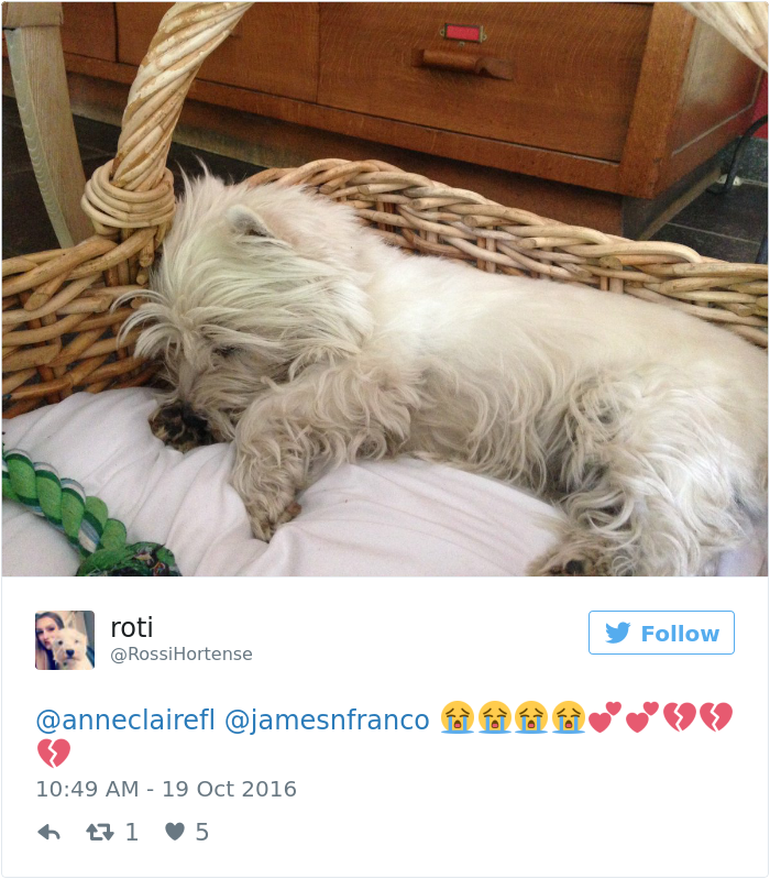 Experts Say Dogs Dream About Their Humans, People Can&#8217;t Stop Crying