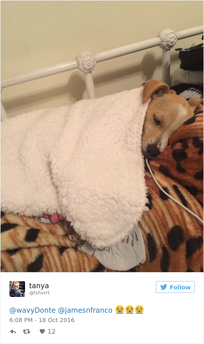 Experts Say Dogs Dream About Their Humans, People Can&#8217;t Stop Crying