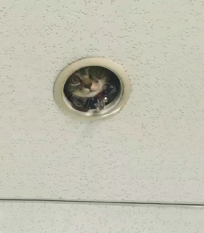 Spying Ceiling Cat Photoshop Battle