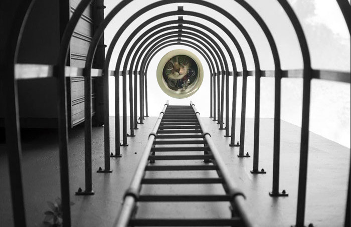 Spying Ceiling Cat Photoshop Battle Spying Ceiling Cat Photoshop Battle