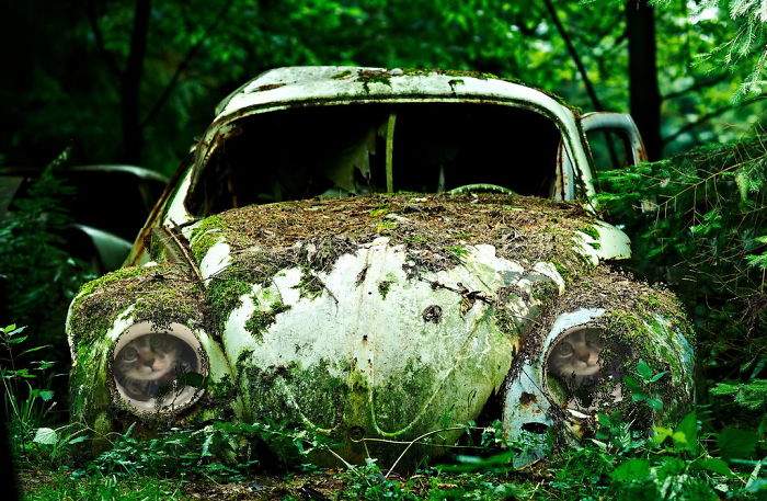 Spying Ceiling Cat Photoshop Battle Spying Ceiling Cat Photoshop Battle