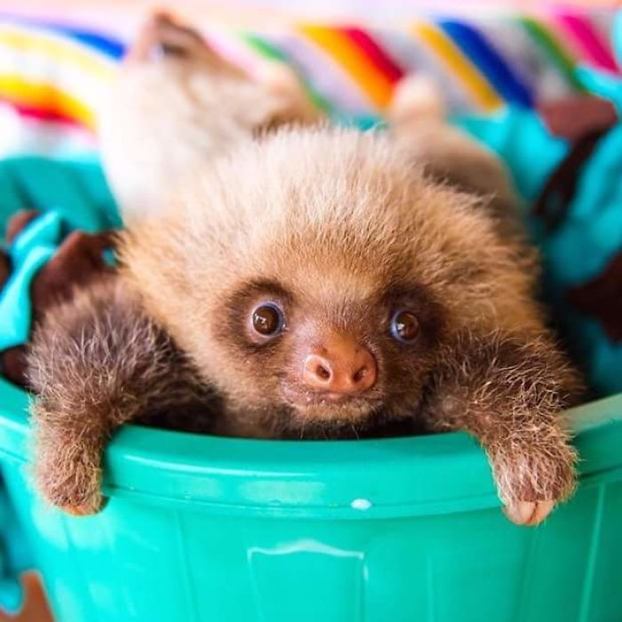 100 Unbearably Cute Sloth Pics To Celebrate The International Sloth Day 100 Unbearably Cute Sloth Pics To Celebrate The International Sloth Day