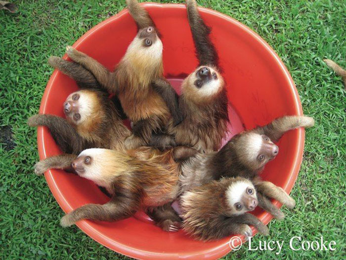 100 Unbearably Cute Sloth Pics To Celebrate The International Sloth Day 100 Unbearably Cute Sloth Pics To Celebrate The International Sloth Day