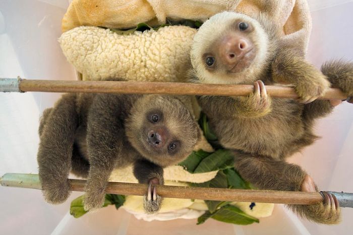100 Unbearably Cute Sloth Pics To Celebrate The International Sloth Day 100 Unbearably Cute Sloth Pics To Celebrate The International Sloth Day