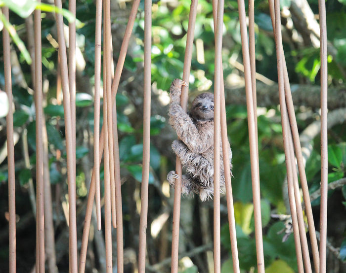 100 Unbearably Cute Sloth Pics To Celebrate The International Sloth Day 100 Unbearably Cute Sloth Pics To Celebrate The International Sloth Day