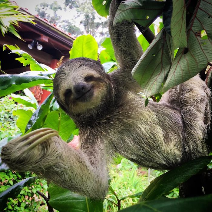 100 Unbearably Cute Sloth Pics To Celebrate The International Sloth Day 100 Unbearably Cute Sloth Pics To Celebrate The International Sloth Day